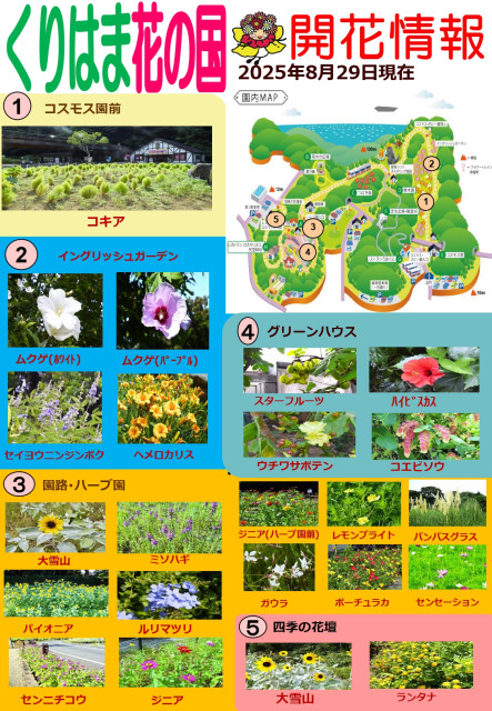 横須賀くりはま花の国・8/29～開花情報